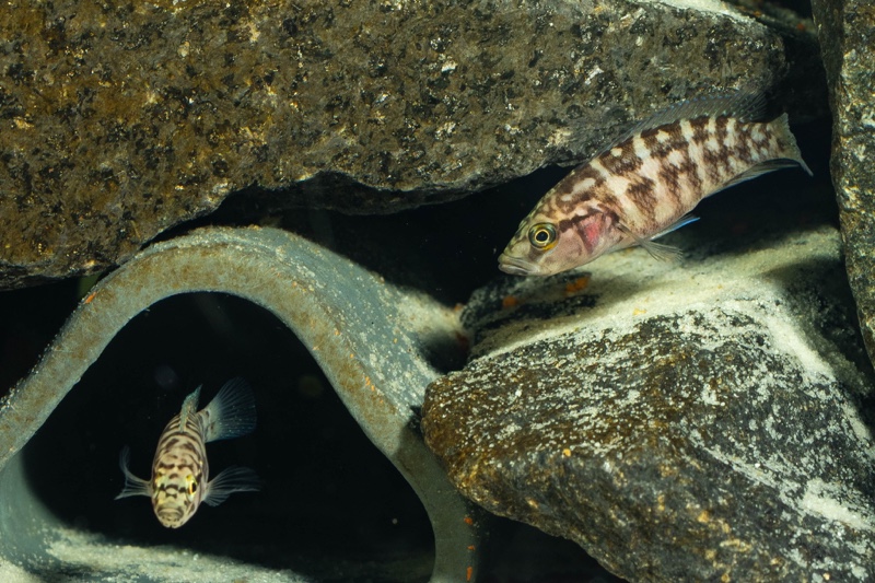 Neolamprologus obscurus 'Kantalamba'
